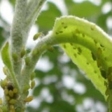 Kako se nositi s lisnim ušima na stablu jabuke